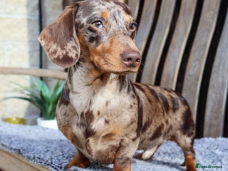 Miniature Dachshund dogs in Littleborough - Advert 21