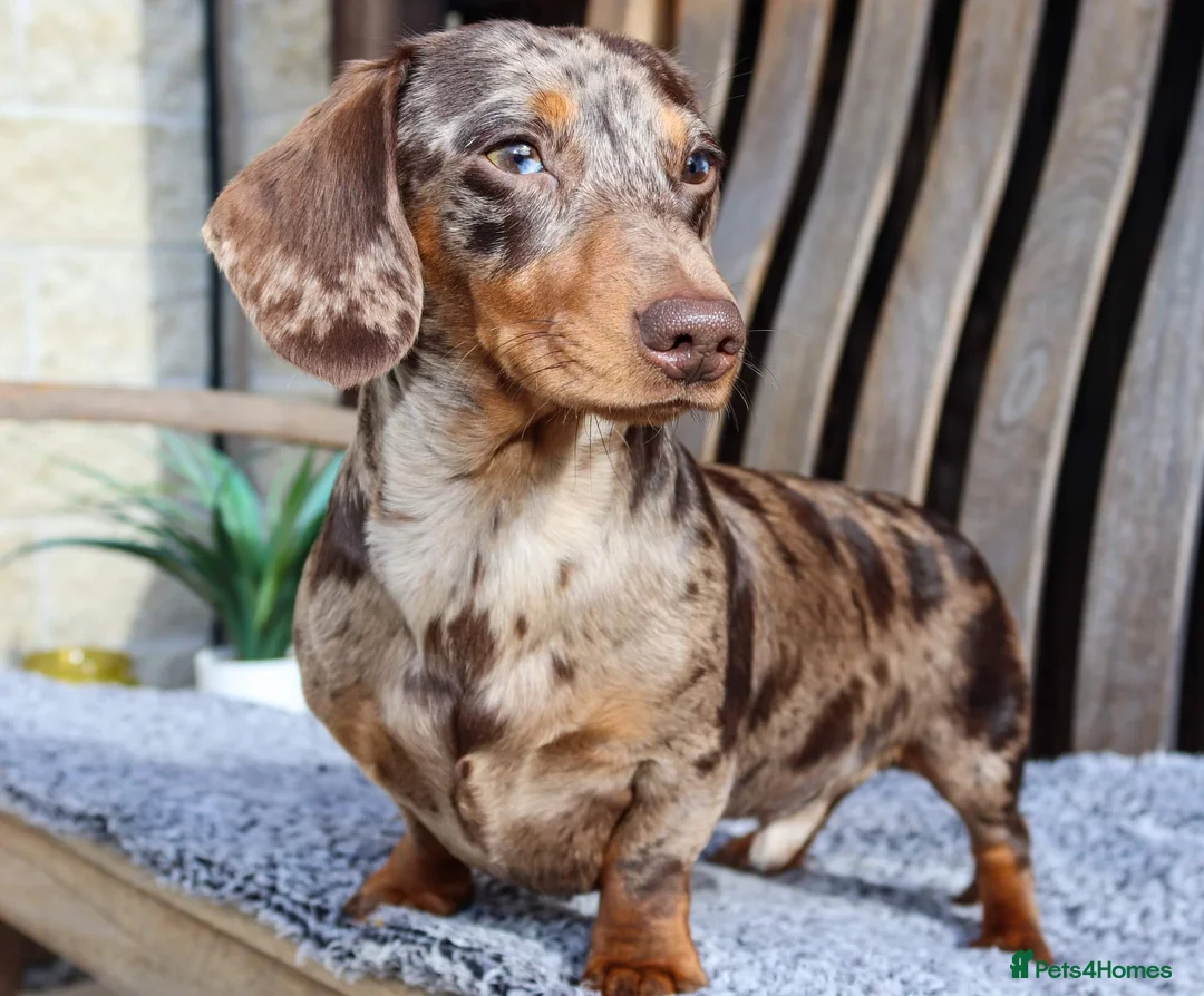 Miniature Dachshund dogs for stud: Extensively Health Tested KC REG Mini Dachshund in Littleborough - Advert 1