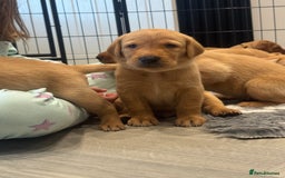 Labrador Retriever dogs for sale: Fox Red Boy  - Image 10