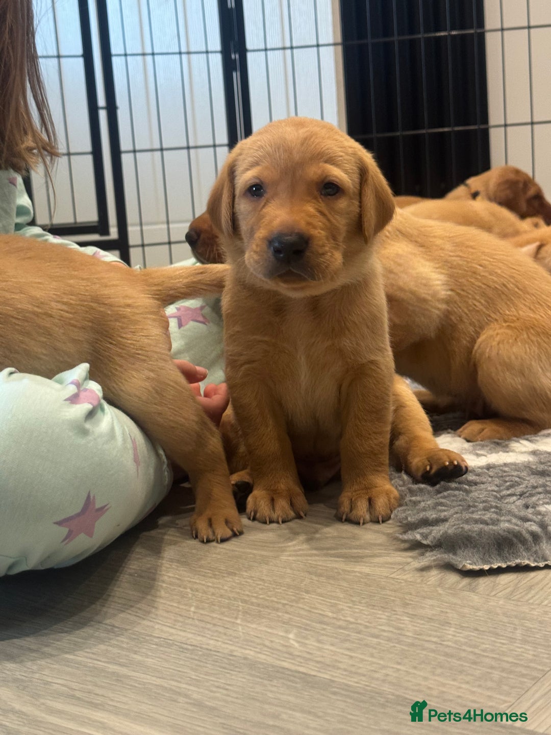 Labrador Retriever dogs for sale: Fox Red Boy  - Image 10