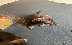 Dachshund dogs for sale: Working Teckel puppies for sale TWO ONLY LEFT - Image 9