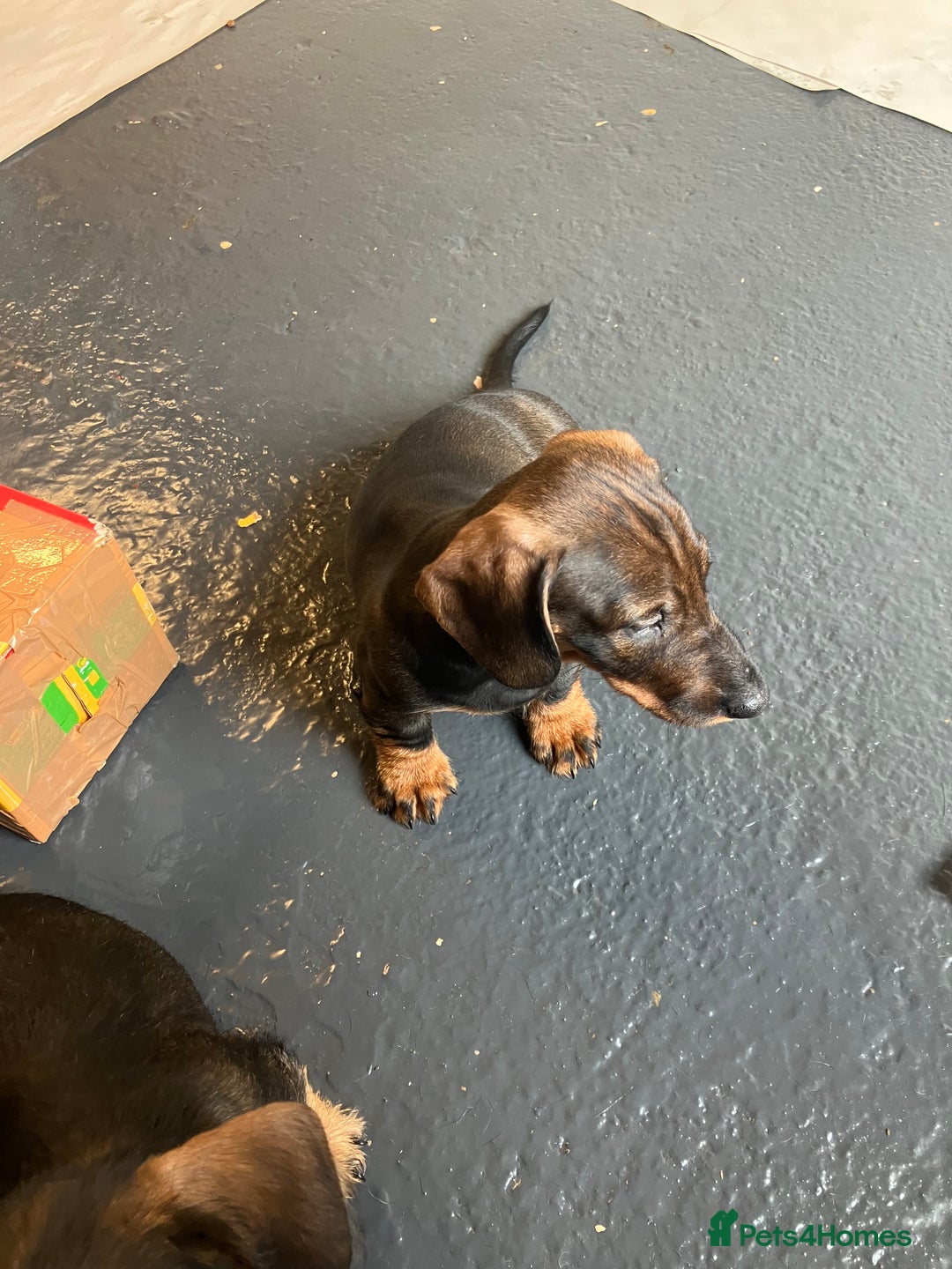 Dachshund dogs for sale: Working Teckel puppies for sale TWO ONLY LEFT - Image 9