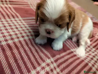 Cavalier King Charles Spaniel dogs Cavalier King Charles Spaniels KC Reg Parents HT - Advert 6