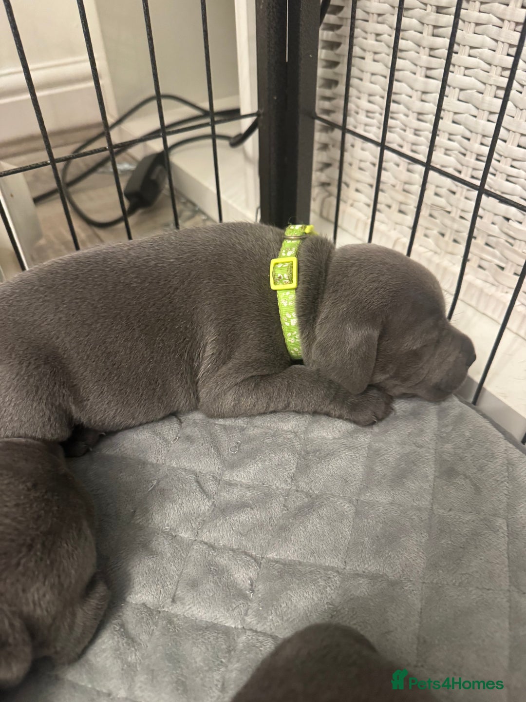 Staffordshire Bull Terrier dogs for sale: STUNNING KC REGISTERED BLUE STAFFY PUPS - Advert 3