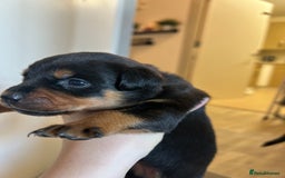 Rottweiler dogs for sale: 2x boys and 6x girls Rottweiler pups  - Image 12