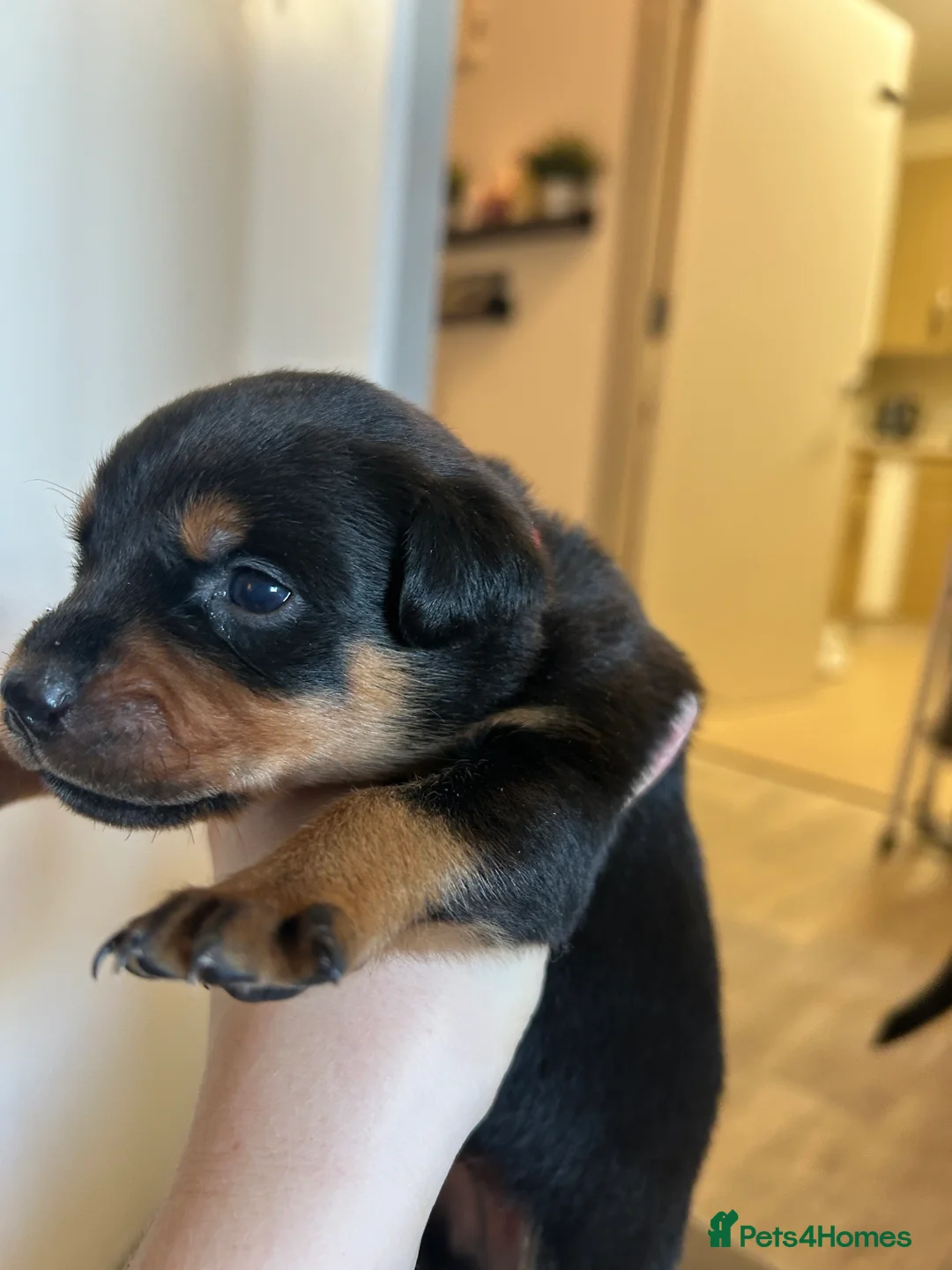 Rottweiler dogs for sale: Rottweiler puppies, only 2 girls left! Ready now  - Advert 18