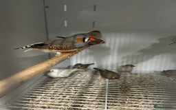 Finches birds for sale: Various Range Stunning Baby Finches  - Image 1