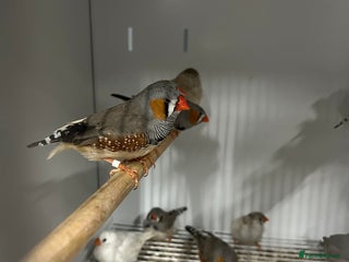 Finches birds - Advert 2