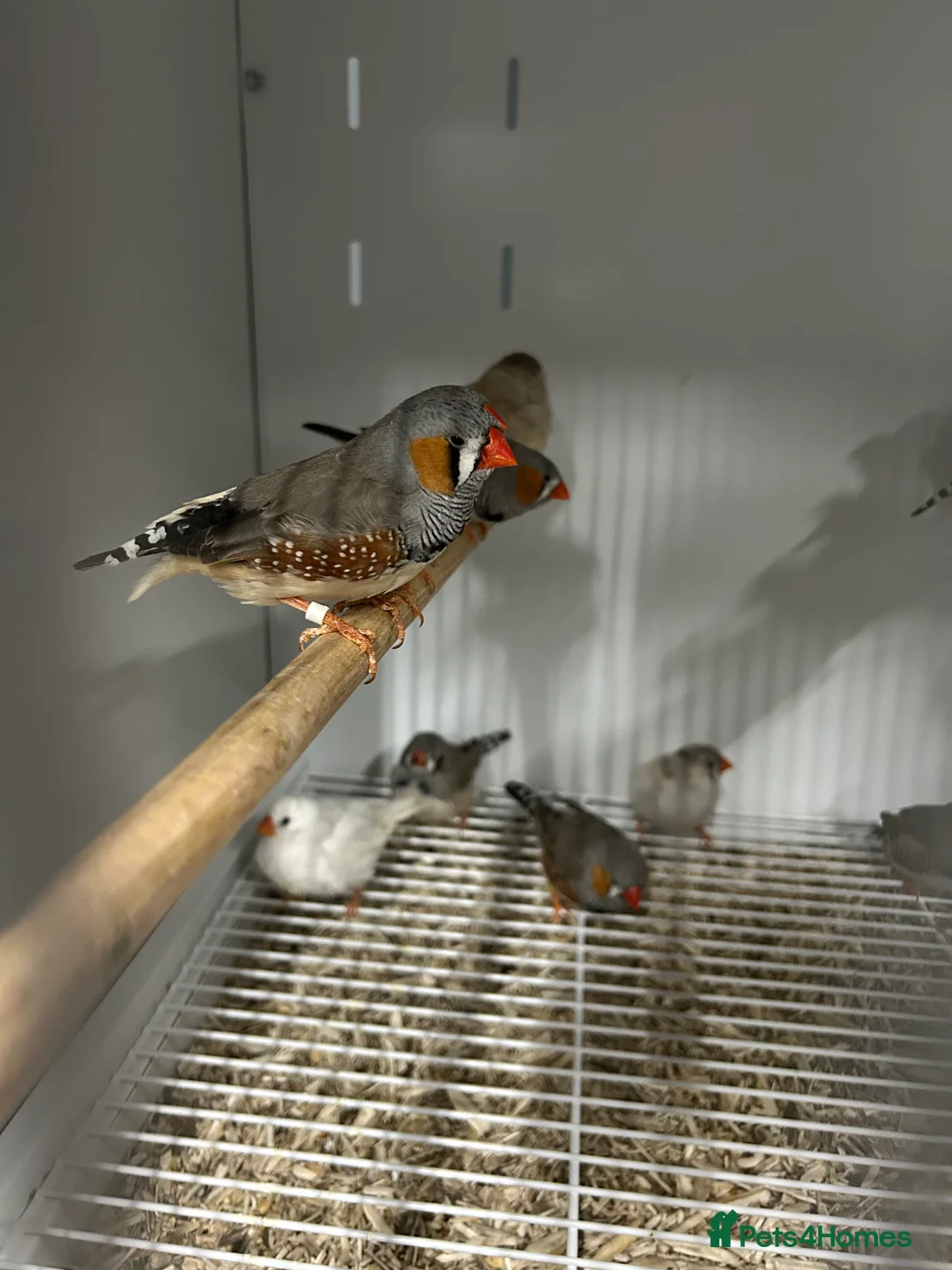Finches birds for sale: Various Range Stunning Baby Finches  - Advert 1