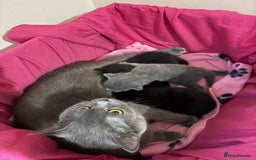 British Shorthair cats for sale: Black british shorthair kittens - Image 6