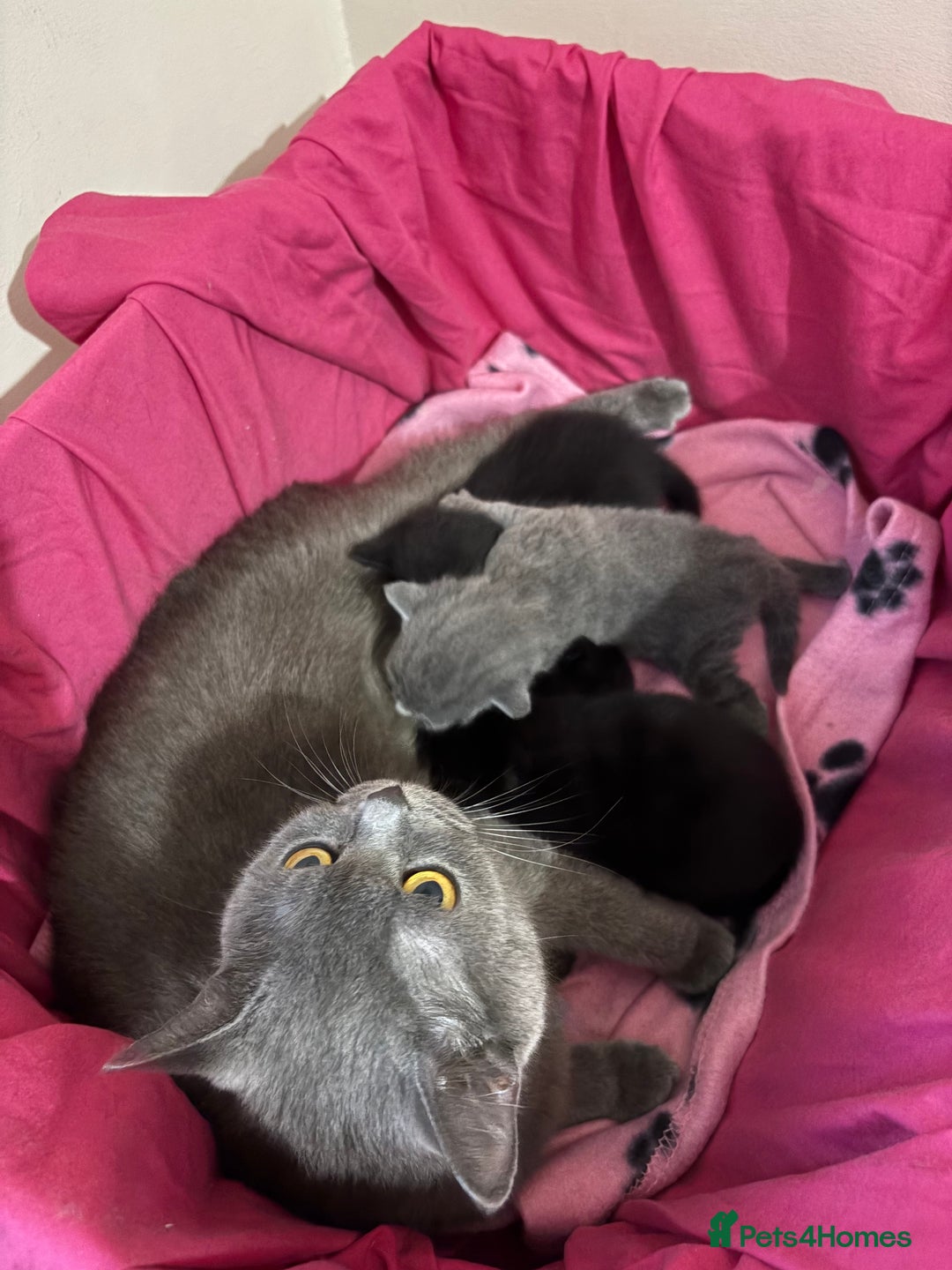 British Shorthair cats for sale: Black british shorthair kittens - Image 6