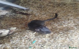 Gerbil rodents for sale: 2 male gerbils and cage - Image 3