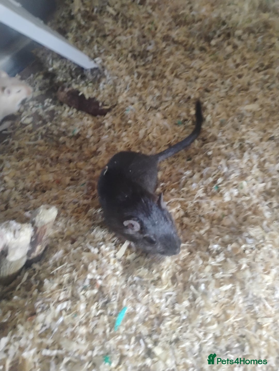 Gerbil rodents for sale: 2 male gerbils and cage - Image 3