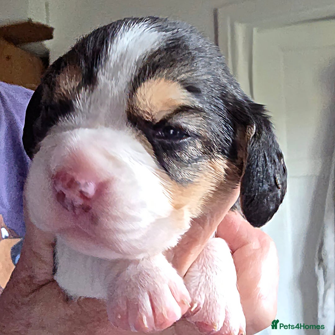 Beagle dogs for sale: Well Bred Beagle Puppies - Advert 3