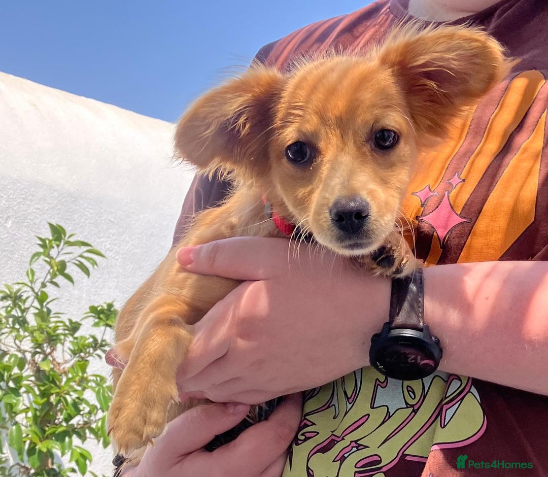 Mixed Breed dogs for adoption: Little (Tiny) Lady - Image 15