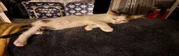 Mixed Breed cats for sale: Most loveable kittens  in Nottingham - Advert 19