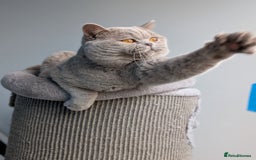 British Shorthair cats for stud: Champion GCCF BSH stud  in Derby - Image 3