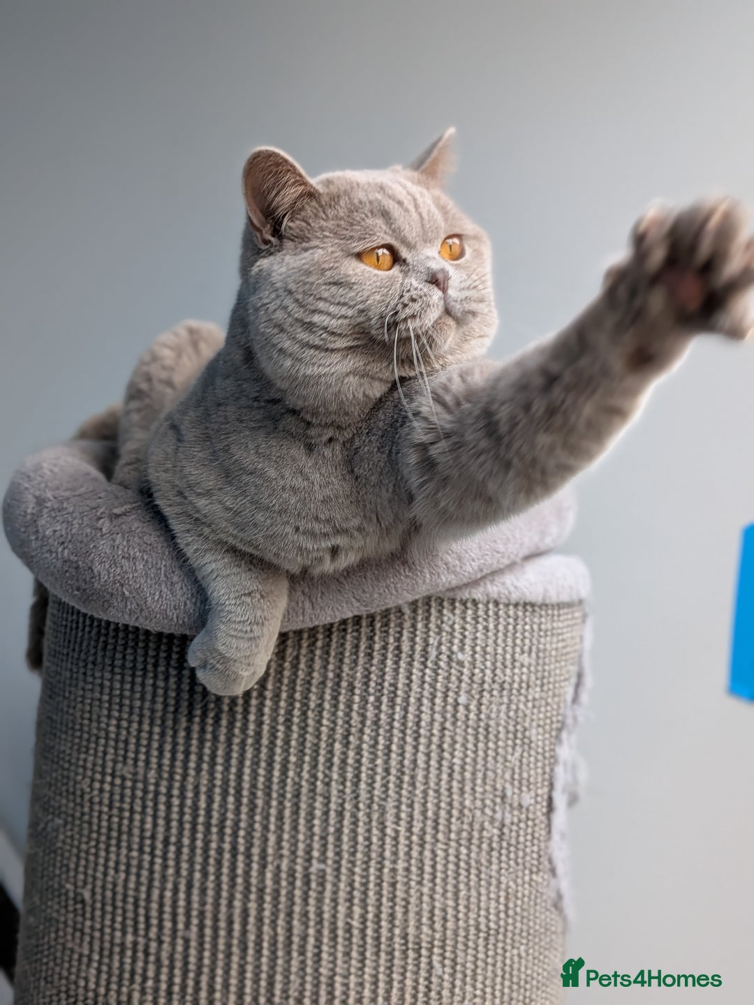 British Shorthair cats for stud: Champion GCCF BSH stud  in Derby - Image 3