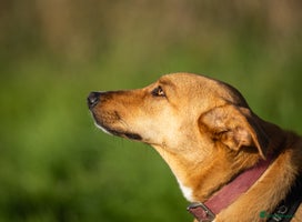 Mixed Breed dogs Beautiful Maya is looking for her forever family - Advert 1