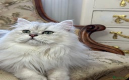 British Longhair cats for stud: British long hair boy for stud  - Image 8