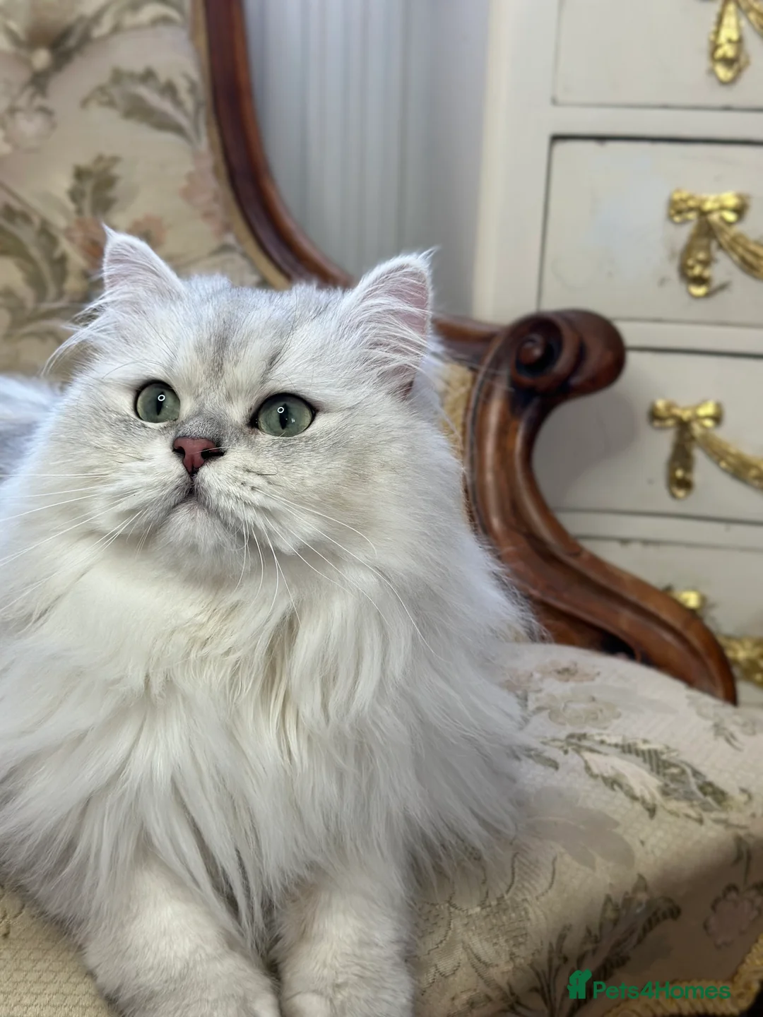 British Longhair cats for stud: TICA British long hair boy for stud  - Advert 8