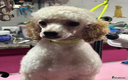 Toy Poodle dogs for sale: Toy poodle puppies ready now. Aberdeenshire - Image 24