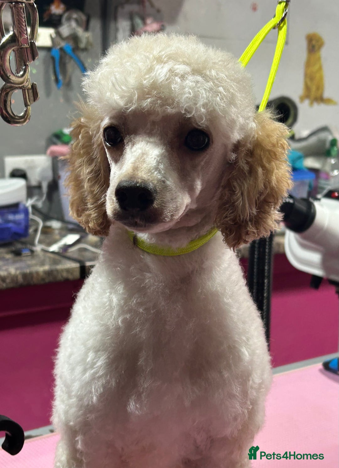 Toy Poodle dogs for sale: Toy poodle puppies ready now. Aberdeenshire - Image 24