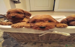 Cockapoo dogs for sale: Cockapoo puppies f1 show) ❤️ fox Red. !!!!!!. - Image 11