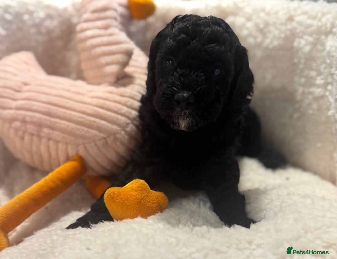 Cockapoo dogs for sale: Adorable Cockapoo puppies  - Image 5