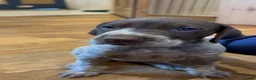 German Shorthaired Pointer dogs for sale: Lovely German shorthaired pointer pups Kc reg  - Advert 14