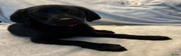 Labrador Retriever dogs for sale: Labrador retriever puppies - Advert 14