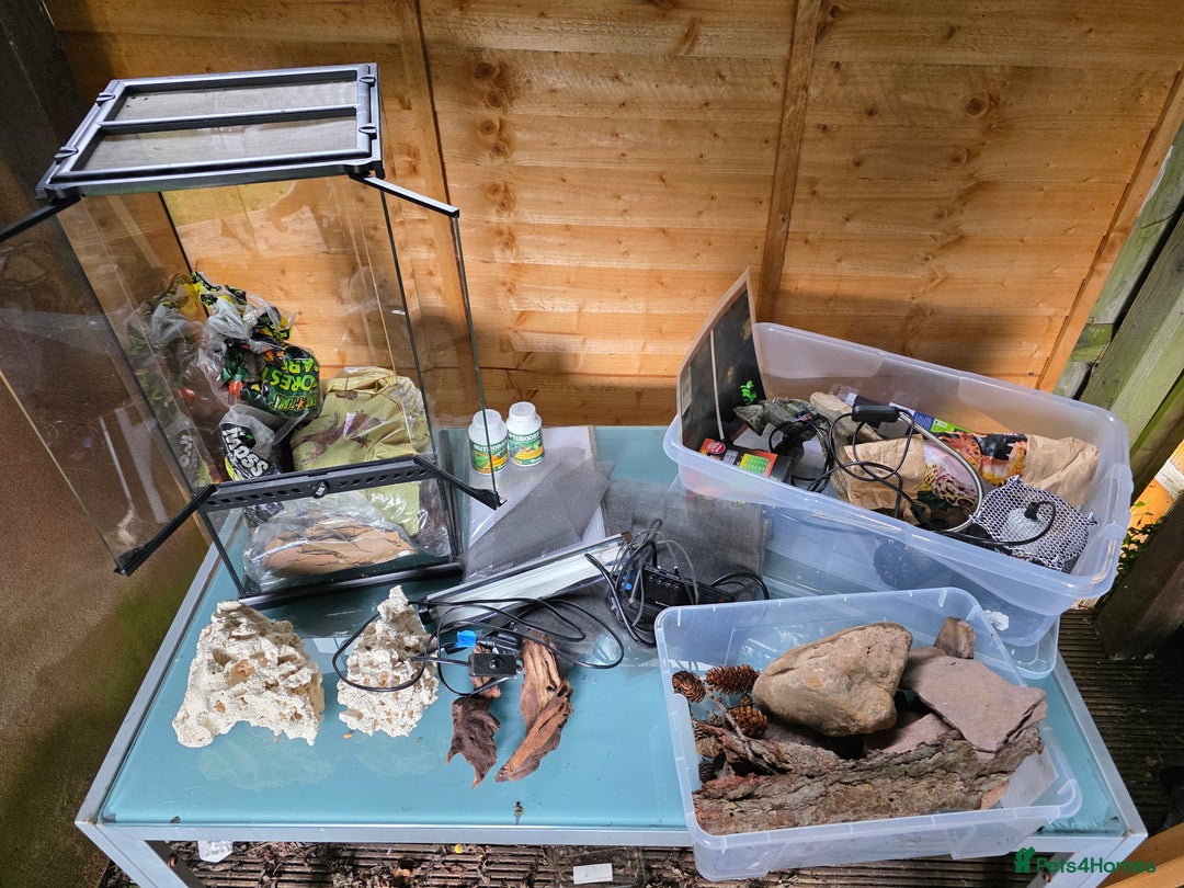 Frog reptiles for sale: Kit terrarium - Image 12