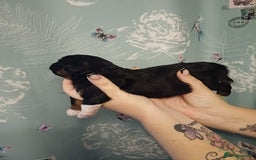 Mixed Breed dogs for sale: Stunning maltipoo x pug puppies  - Advert 12