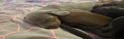 Miniature Dachshund dogs for sale: READY TOO LEAVE REDUCED £800 last girl available - Advert 7
