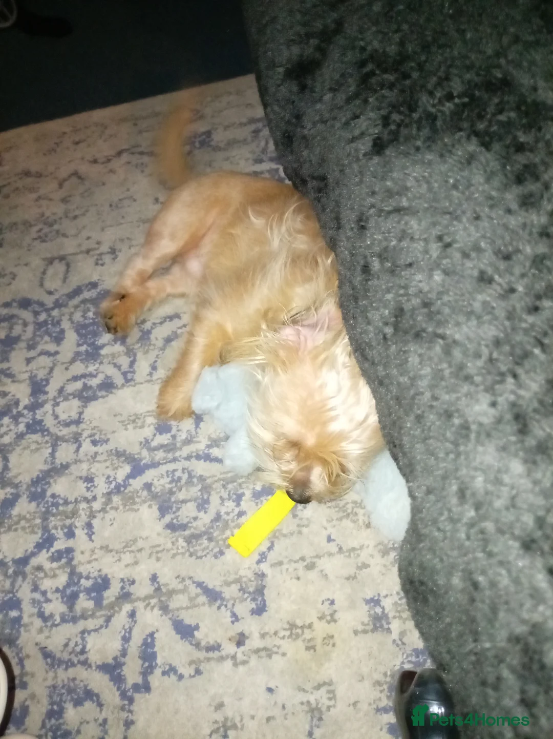 Shorkie dogs for sale: Shorkie 8 m old  - Advert 4