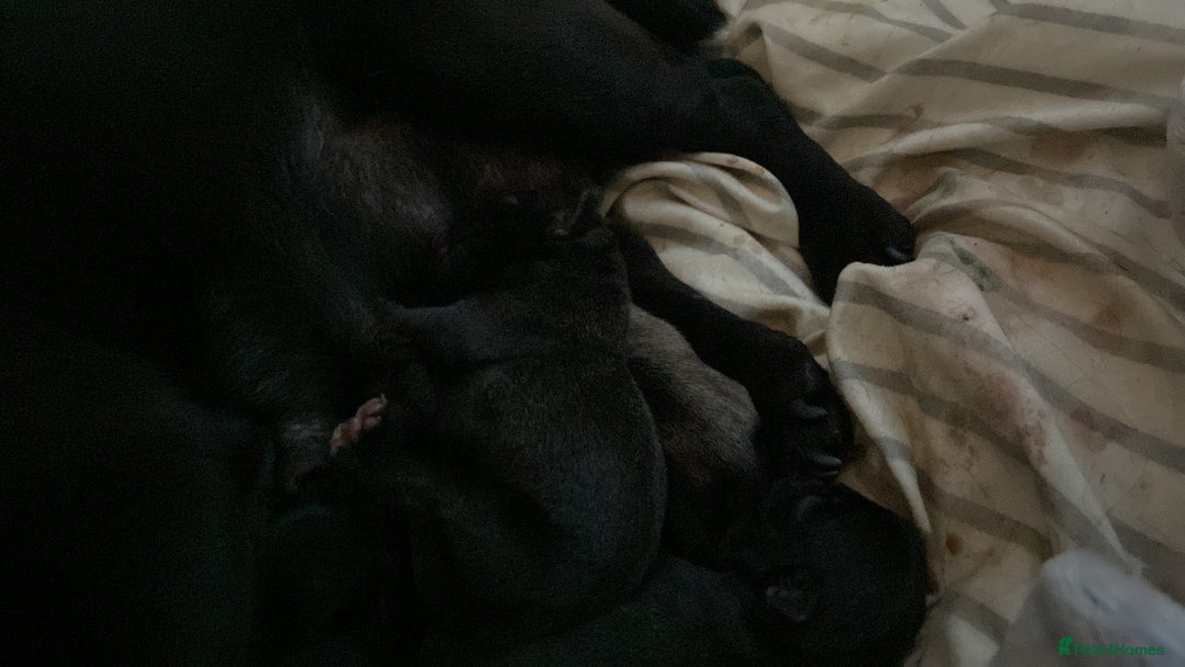 Pug dogs for sale: Beautiful pug puppies from loving family home  - Image 6
