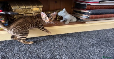 Bengal cats in Newark - Advert 4