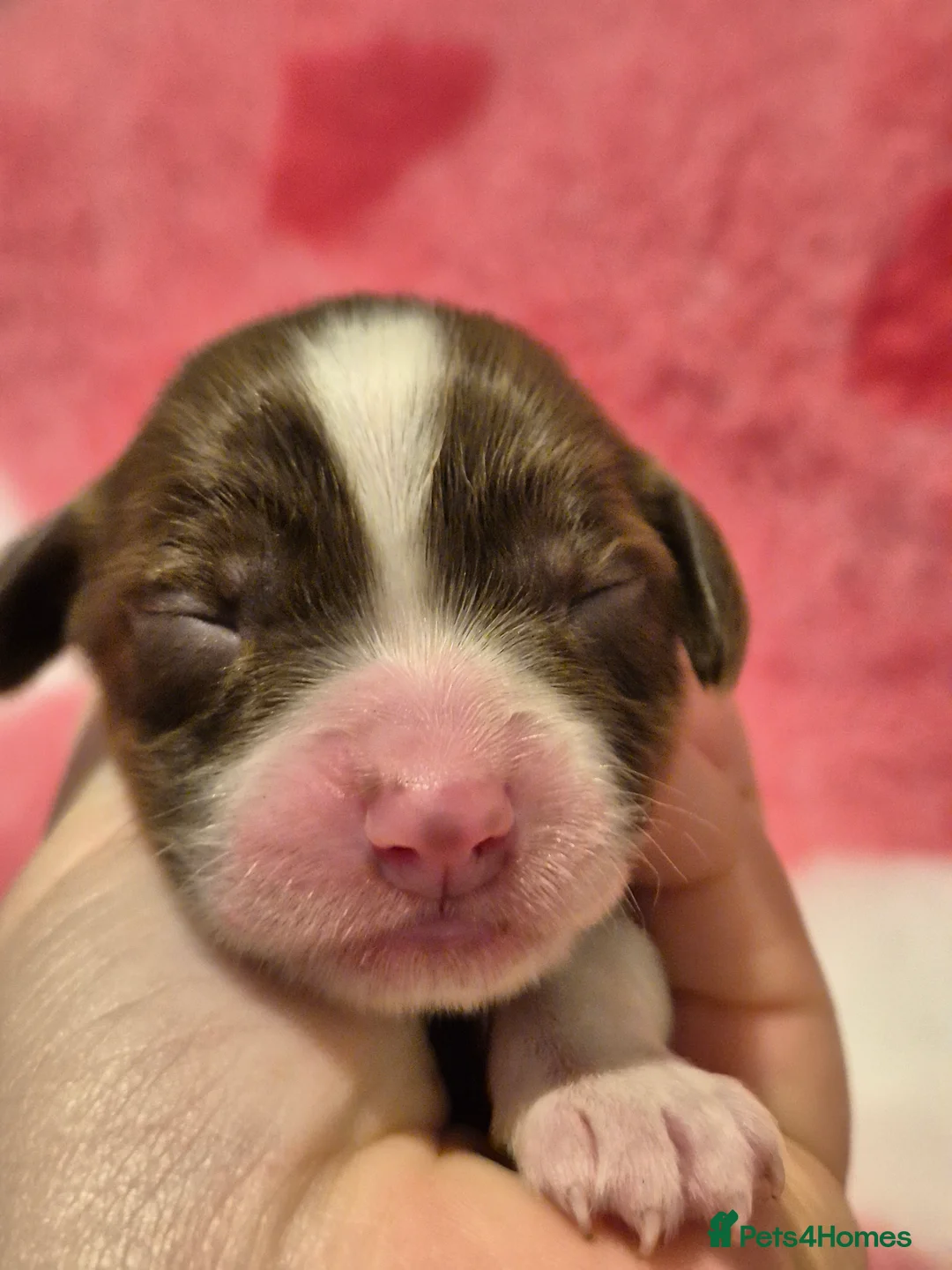 English Springer Spaniel dogs for sale:  Beautiful Liver & White Springer Spaniels - Advert 9