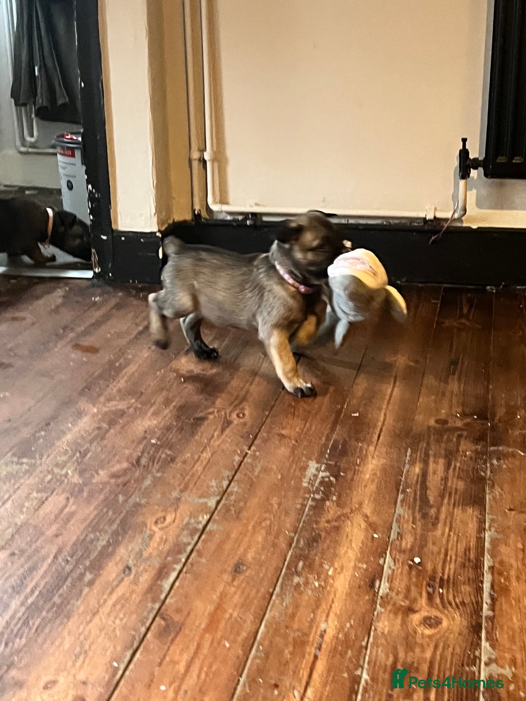 Mixed Breed dogs for sale: Belgium Shepherd mix breed - Advert 23