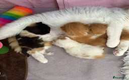 British Shorthair cats for sale: British Shorthair and Longhair kittens - Image 14