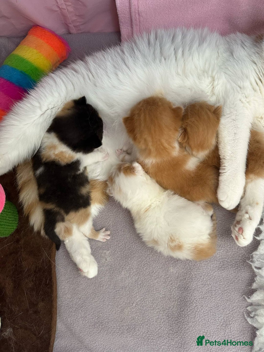 British Shorthair cats for sale: British Shorthair and Longhair kittens - Image 14