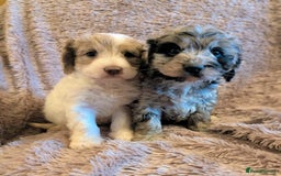 Cockapoo dogs for sale: Beautiful F1b cockapoo puppies - Advert 12
