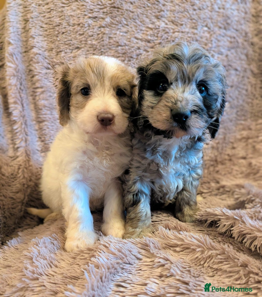 Cockapoo dogs for sale: Beautiful F1b cockapoo puppies - Advert 12