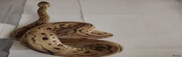 Python Snake reptiles for sale: Beautiful collection of pythons for sale  - Advert 4