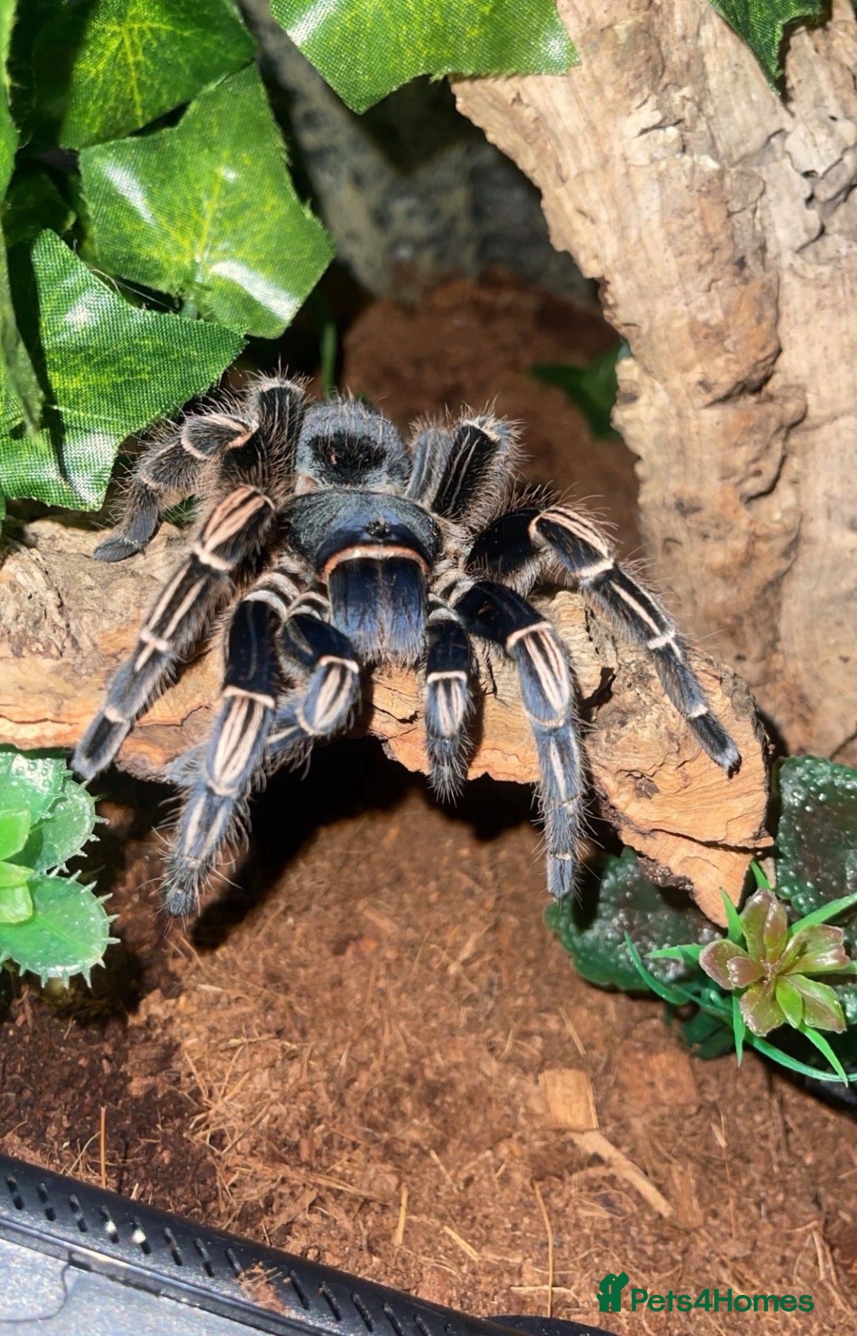 Spiders invertebrates Striped Knee Tarantula   - Advert 1