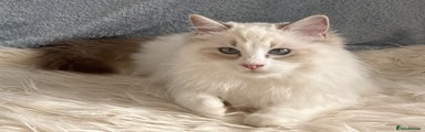 Ragdoll Kitten 3