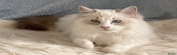 Ragdoll cats for sale: Playful Pedigree Ragdoll Kittens Available - Advert 26