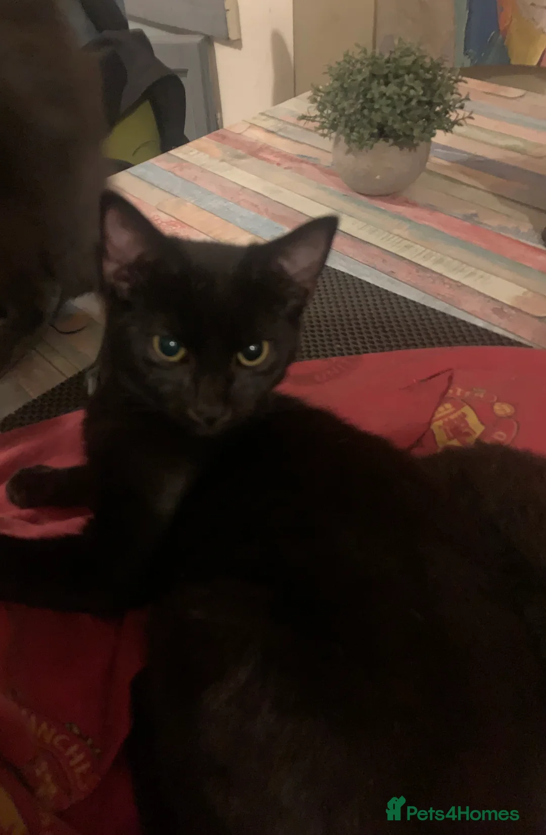 Mixed Breed cats for sale: Youngsters looking for home - Advert 10