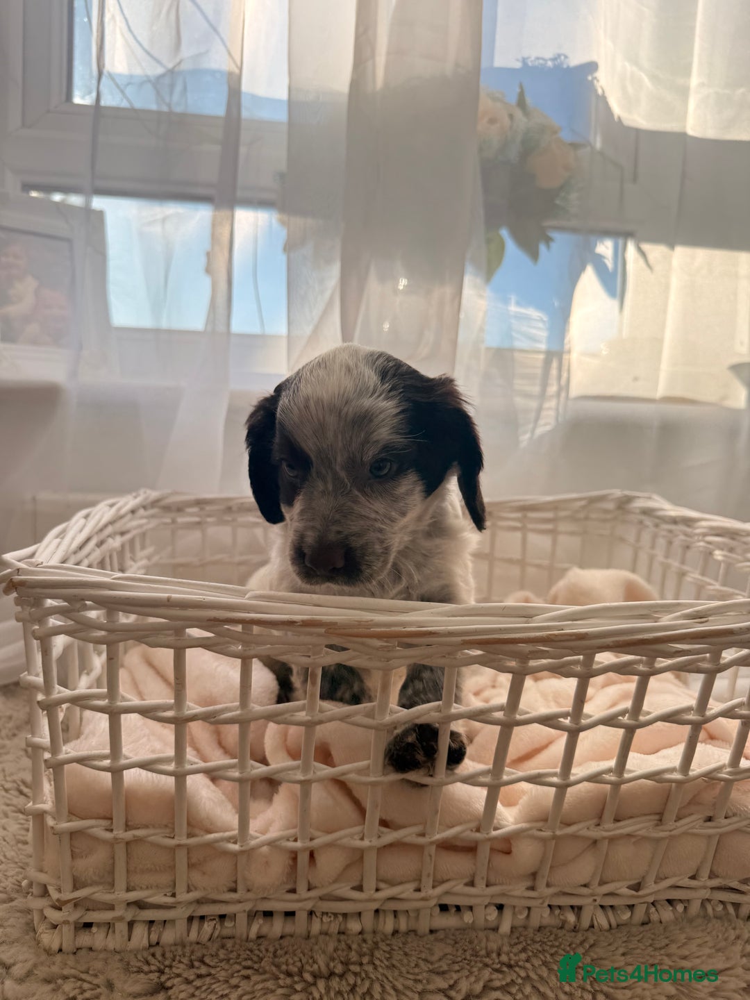 Cocker Spaniel dogs for sale: working cocker puppies  - Advert 5