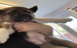 Akita dogs for sale: Bear face American akita  - Image 2